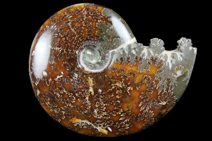 Polished, Agatized Ammonite (Cleoniceras) - Madagascar #97359